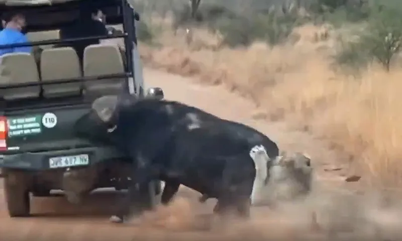 Con trâu rừng húc đầu vào xe chở du khách 