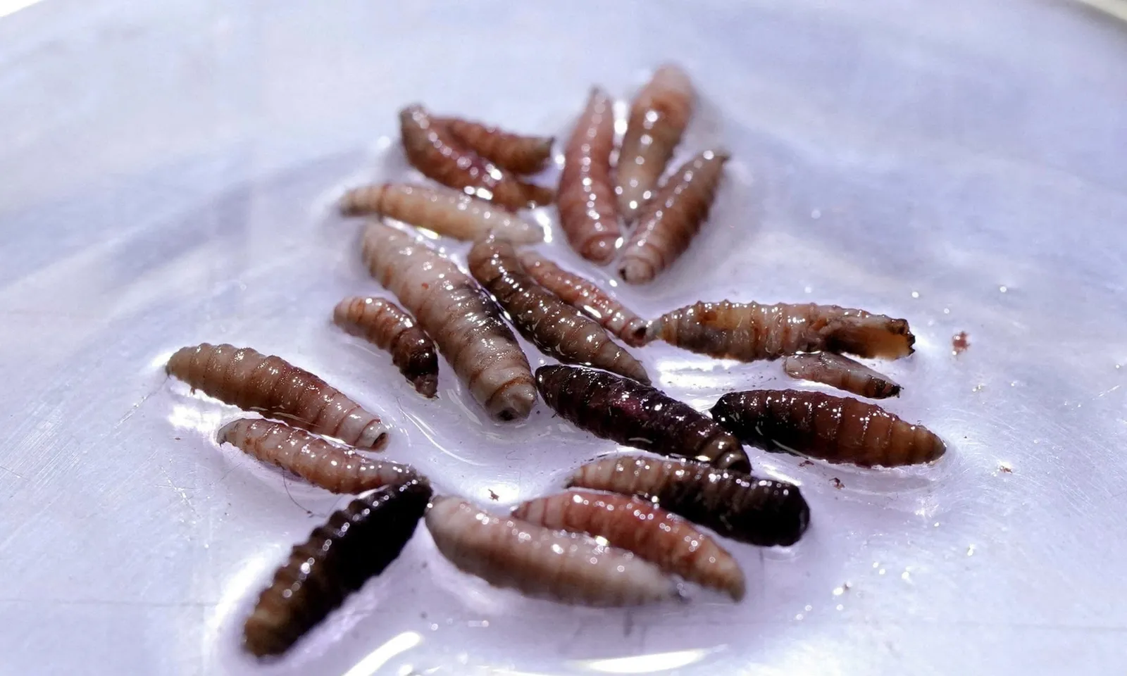 Số ca nhiễm ‘giòi ăn thịt’ tại Mexico tăng 53%