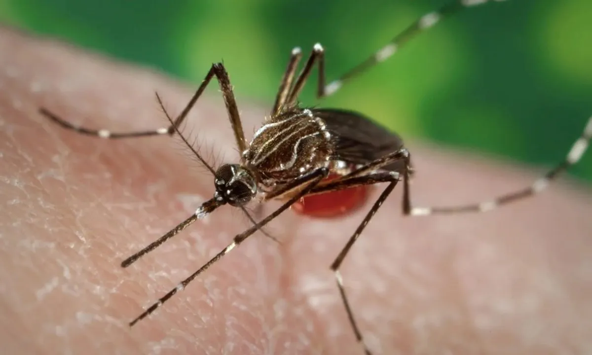 Nga ghi nhận ca sốt Chikungunya nhập cảnh đầu tiên năm 2025