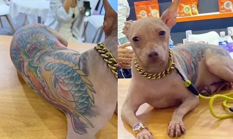 Chú chó không lông, xăm trọn lưng tại Triển lãm thú cưng châu Á 