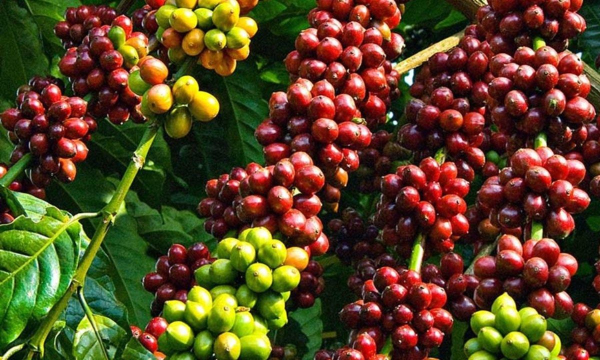 Giá cà phê giảm sau chuỗi tăng liên tiếp