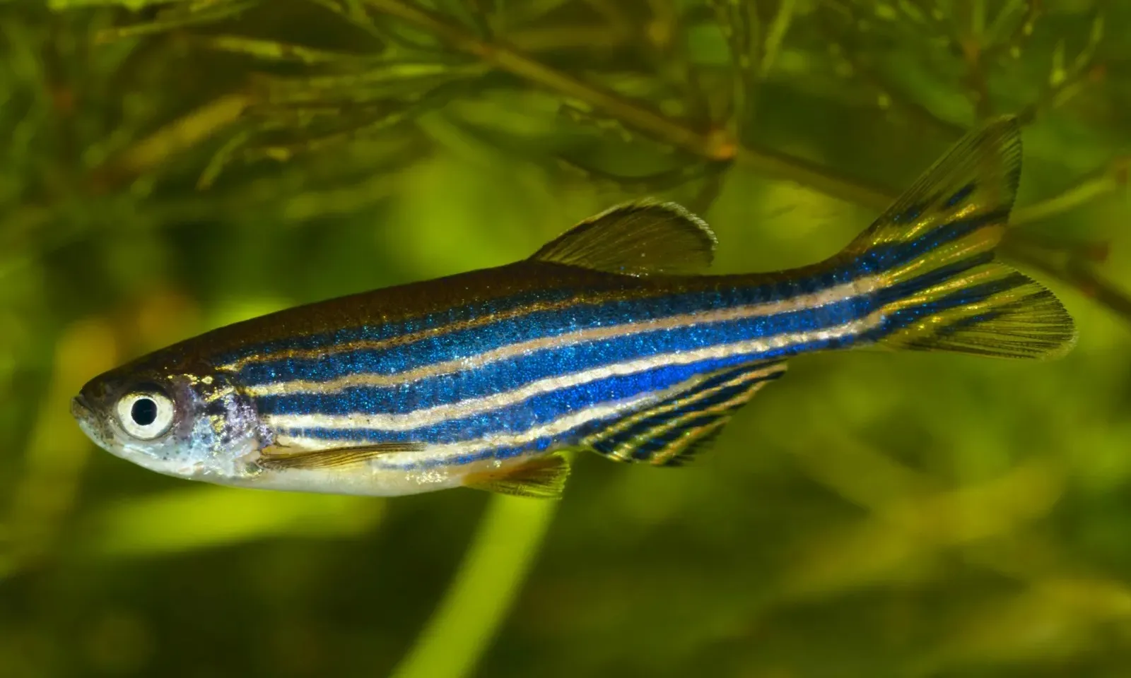 Cá ngựa vằn – loài cá nhỏ bé mở ra hy vọng y học tái tạo