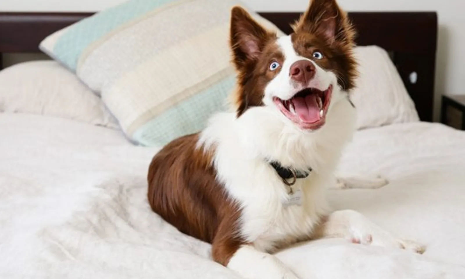 62% chủ chó ở Úc cho chó cưng ngủ chung giường với mình