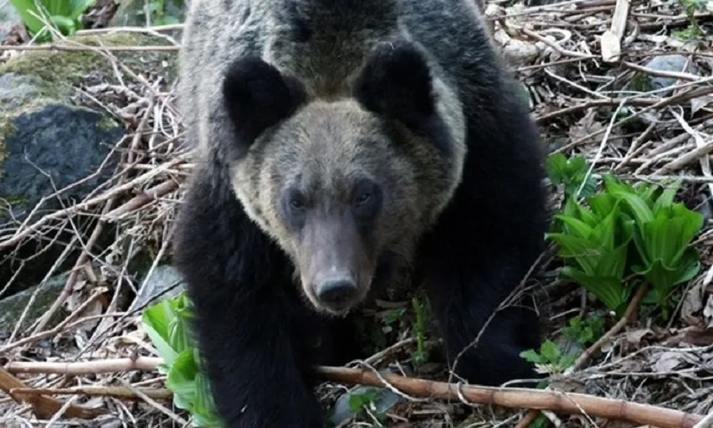 Nhật Bản cho phép thợ săn bắn khẩn cấp động vật nguy hiểm ở khu vực đông dân cư
