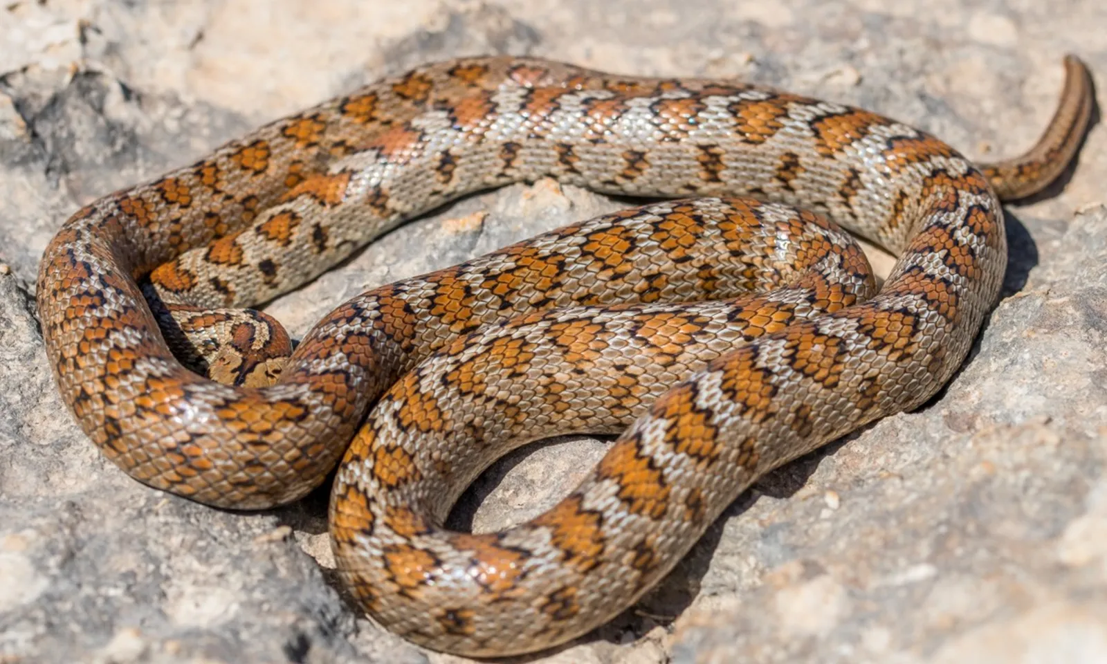 Người đàn ông tử vong vì xỏ chân vào dép có rắn độc bên trong