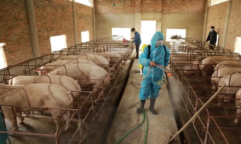 Nhiều tỉnh miền Trung kiểm soát tốt dịch tả heo châu Phi