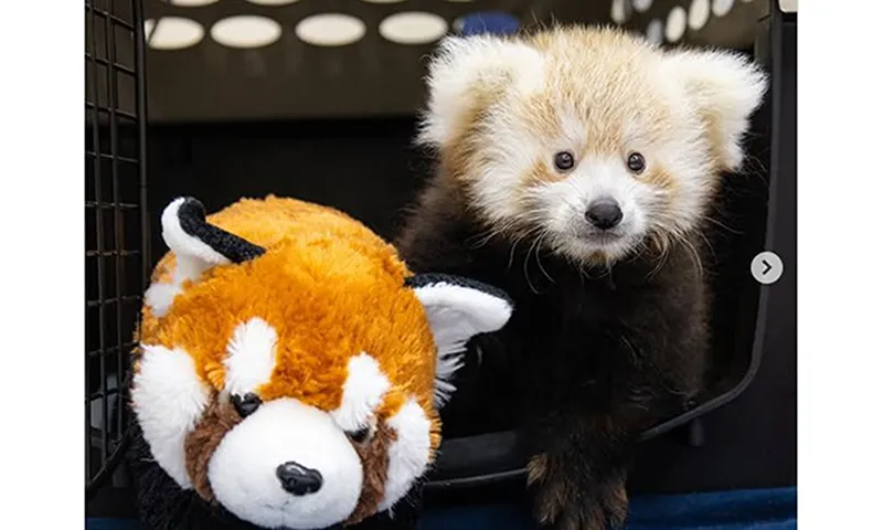 Gấu trúc đỏ mới sinh ra mắt tại Vườn thú Buffalo, Mỹ