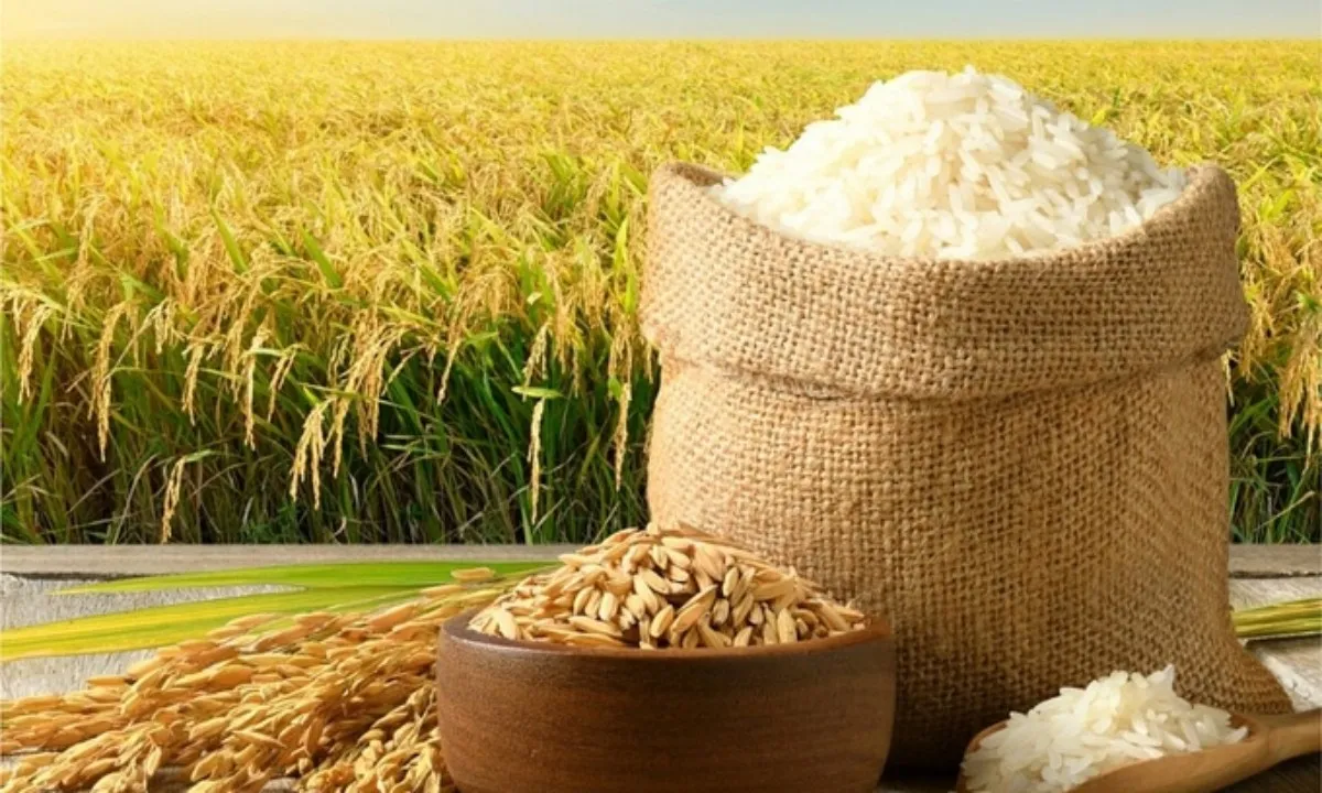 Philippines ngưng nhập khẩu, Bộ Công Thương khuyến cáo doanh nghiệp gạo Việt tìm thị trường mới