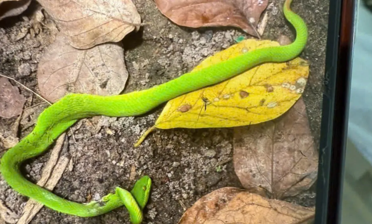 Bệnh viện cảnh báo: Nguy cơ rắn cắn tăng vọt trong mùa mưa bão