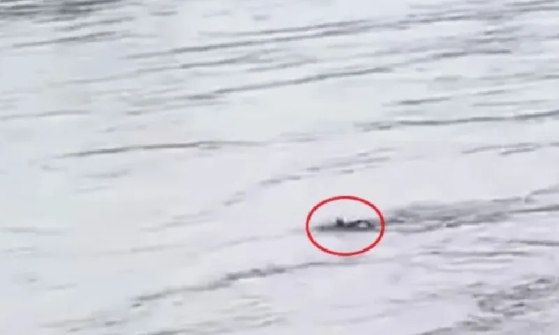 Ấn Độ: Nam thanh niên mất tích sau khi nhảy sông vì cá cược 500 rupee