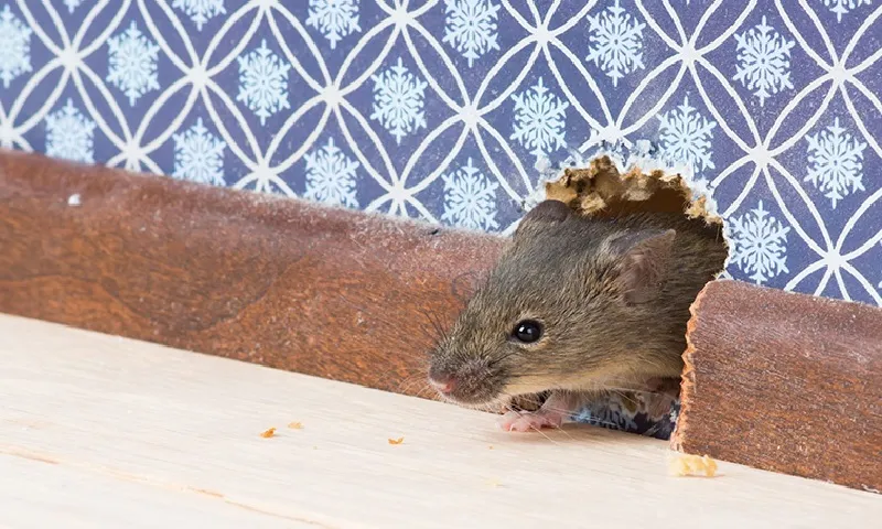 Mẹo đuổi chuột tự nhiên bằng mùi hương quen thuộc