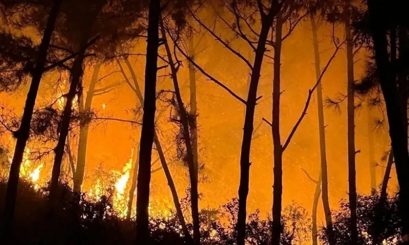 Hơn 960 ha rừng bị thiệt hại trong 8 tháng đầu năm  