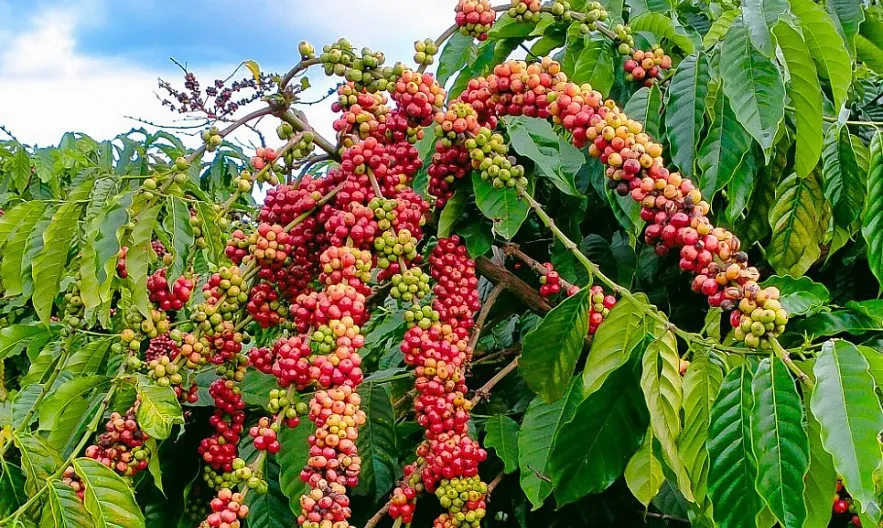 Giá cà phê ngày 7/9: Tuần giảm mạnh