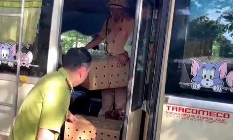 Lực lượng chức năng phát hiện 136 cá thể chim chào mào bị vận chuyển, mua bán trái phép - Ảnh  Công an Thanh Hóa