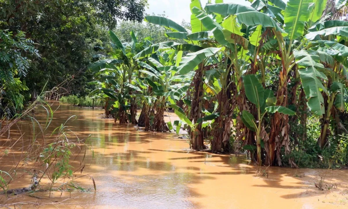 Lũ bất ngờ nhấn chìm nhiều khu vực phường Bình Phước, Đồng Nai