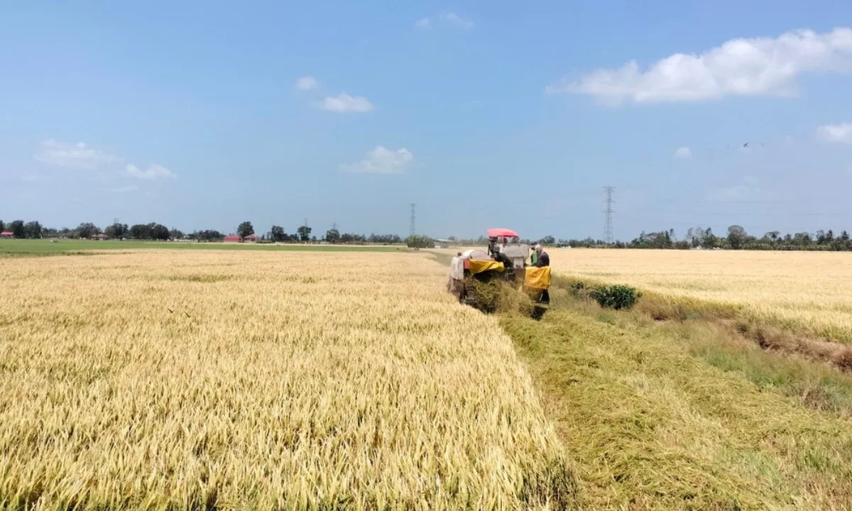 Thủ tướng: Mở rộng thị trường để ổn định giá lúa, hỗ trợ nông dân