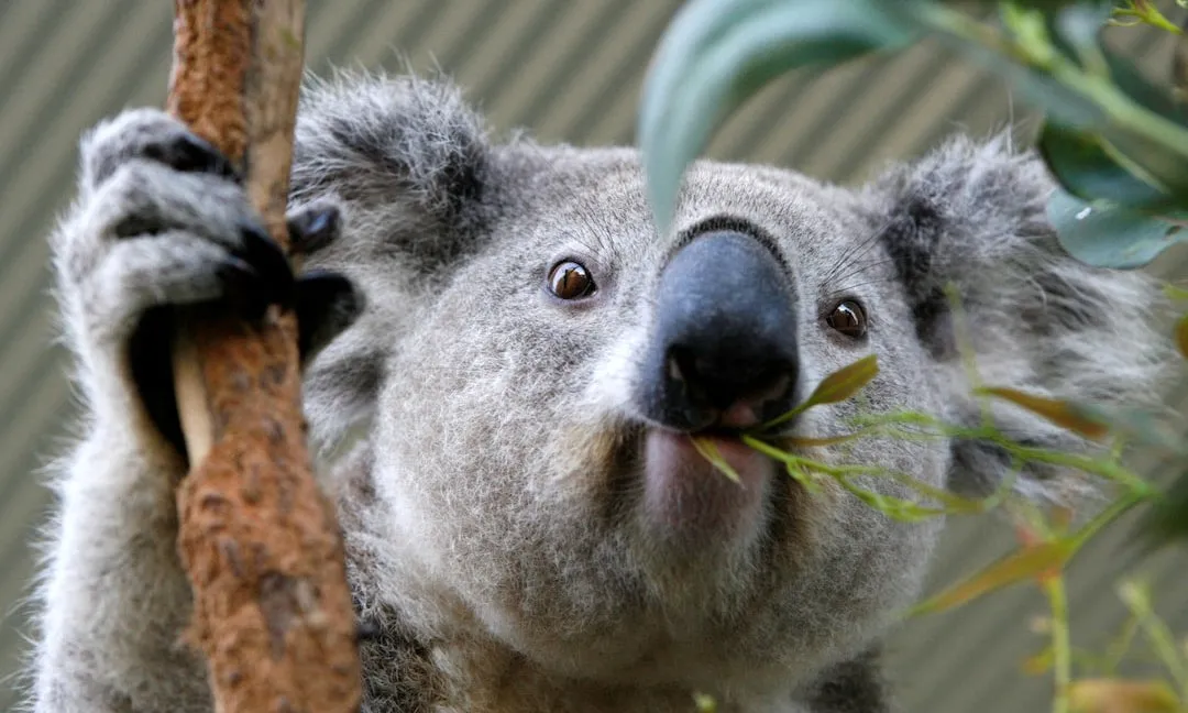Australia phê duyệt vaccine chlamydia đầu tiên bảo vệ gấu koala