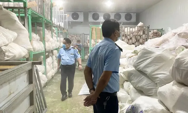 Kiểm tra một cơ sở thu gom thịt heo không rõ nguồn gốc