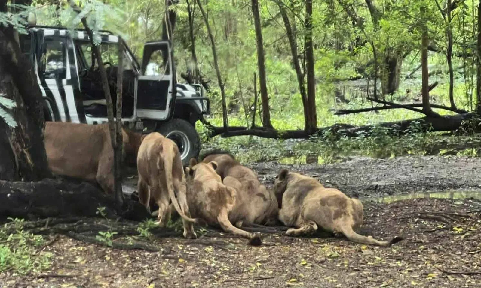 Thái Lan: Đàn sư tử vồ chết nhân viên sở thú trước sự kinh hoàng của du khách