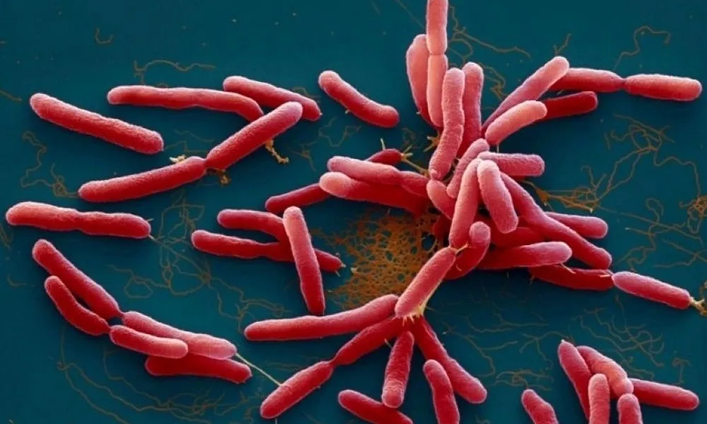 Đắk Lắk ghi nhận thêm ca tử vong do bệnh Whitmore