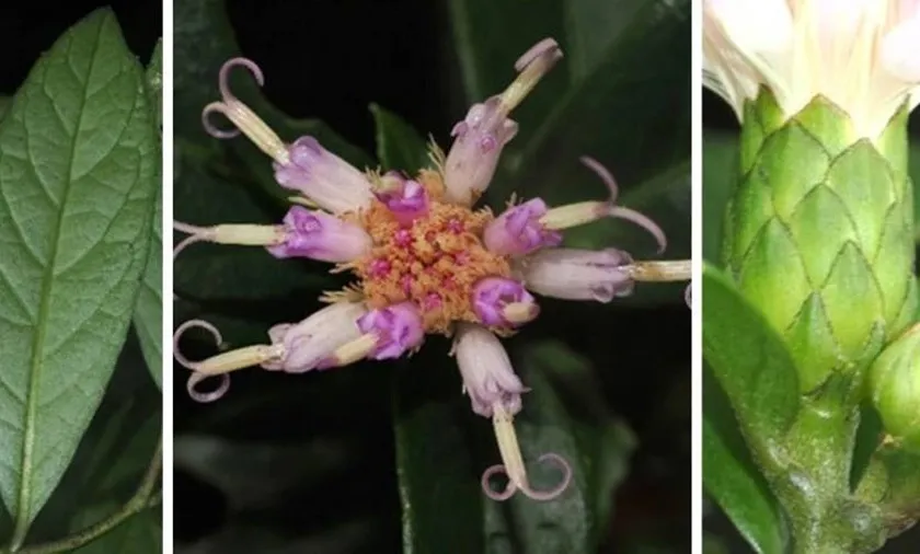 loai-cay-moi-chua-tung-ghi-nhan-tren-the-gioi-vua-duoc-phat-hien-o-viet-nam-17577328945841464421257-1757768420567-17577684209561393863488-s