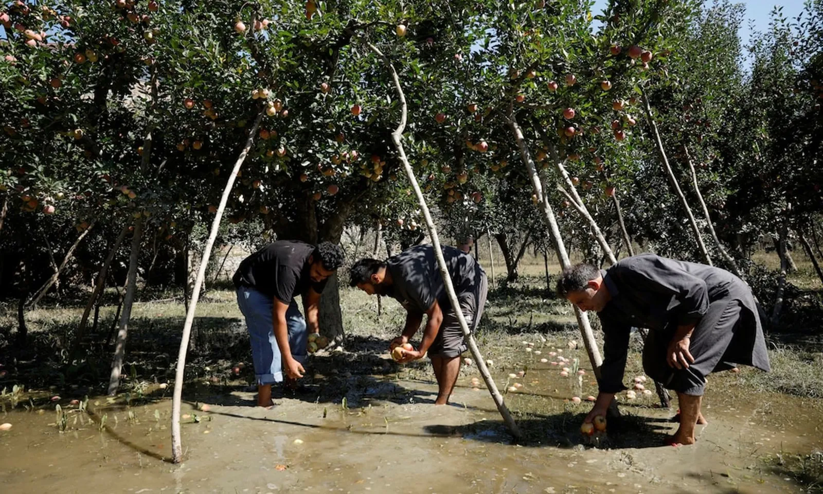 Ấn Độ: Nông dân trồng táo đối mặt thiệt hại nặng nề vì lũ lụt