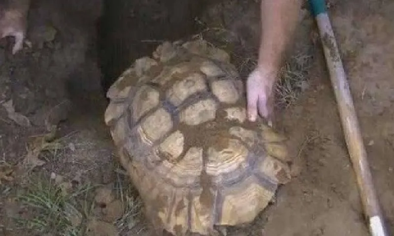 Chó sủa liên hồi, chủ nhà bất ngờ phát hiện rùa khổng lồ sống hàng trăm năm