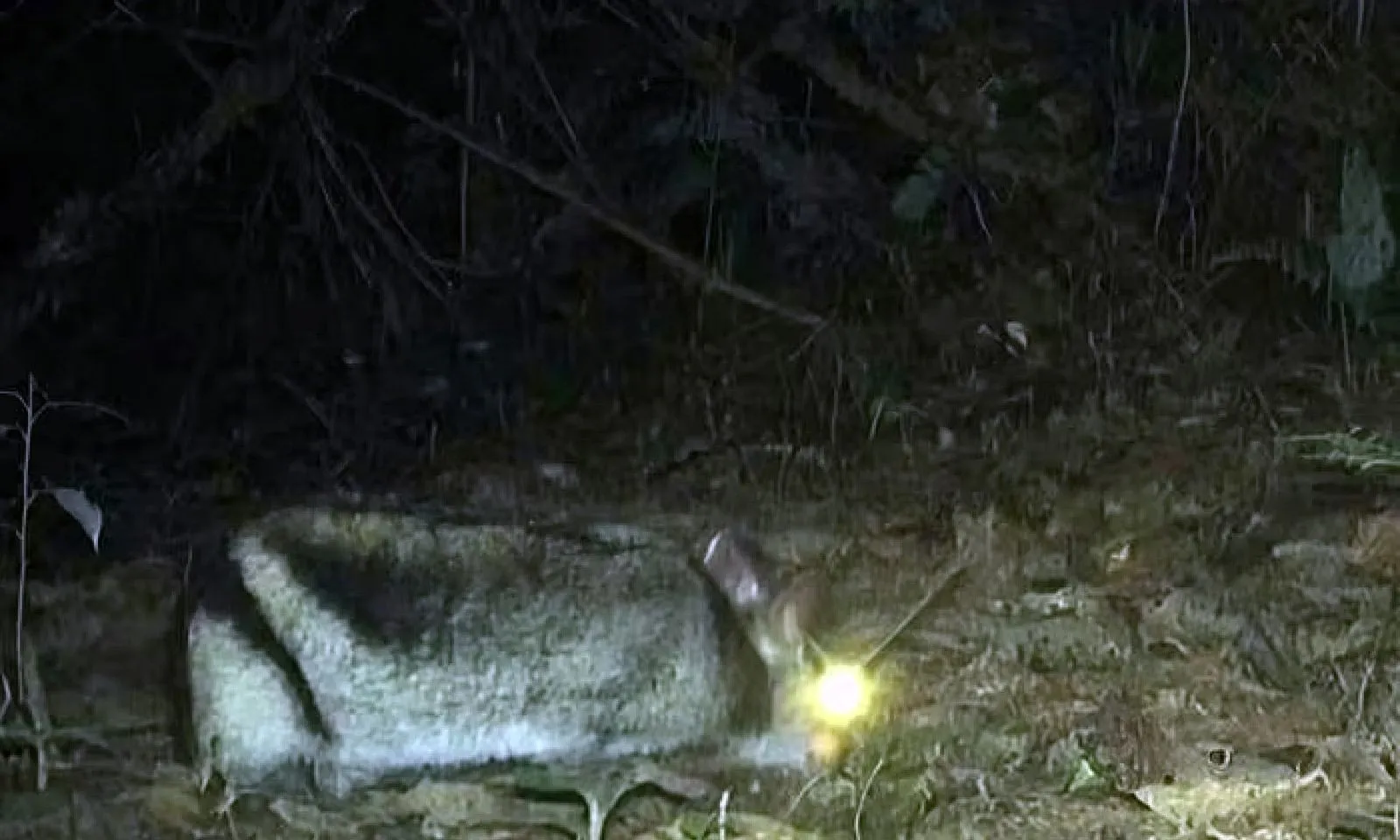 Thỏ sọc Trường Sơn bất ngờ xuất hiện sau 25 năm biến mất