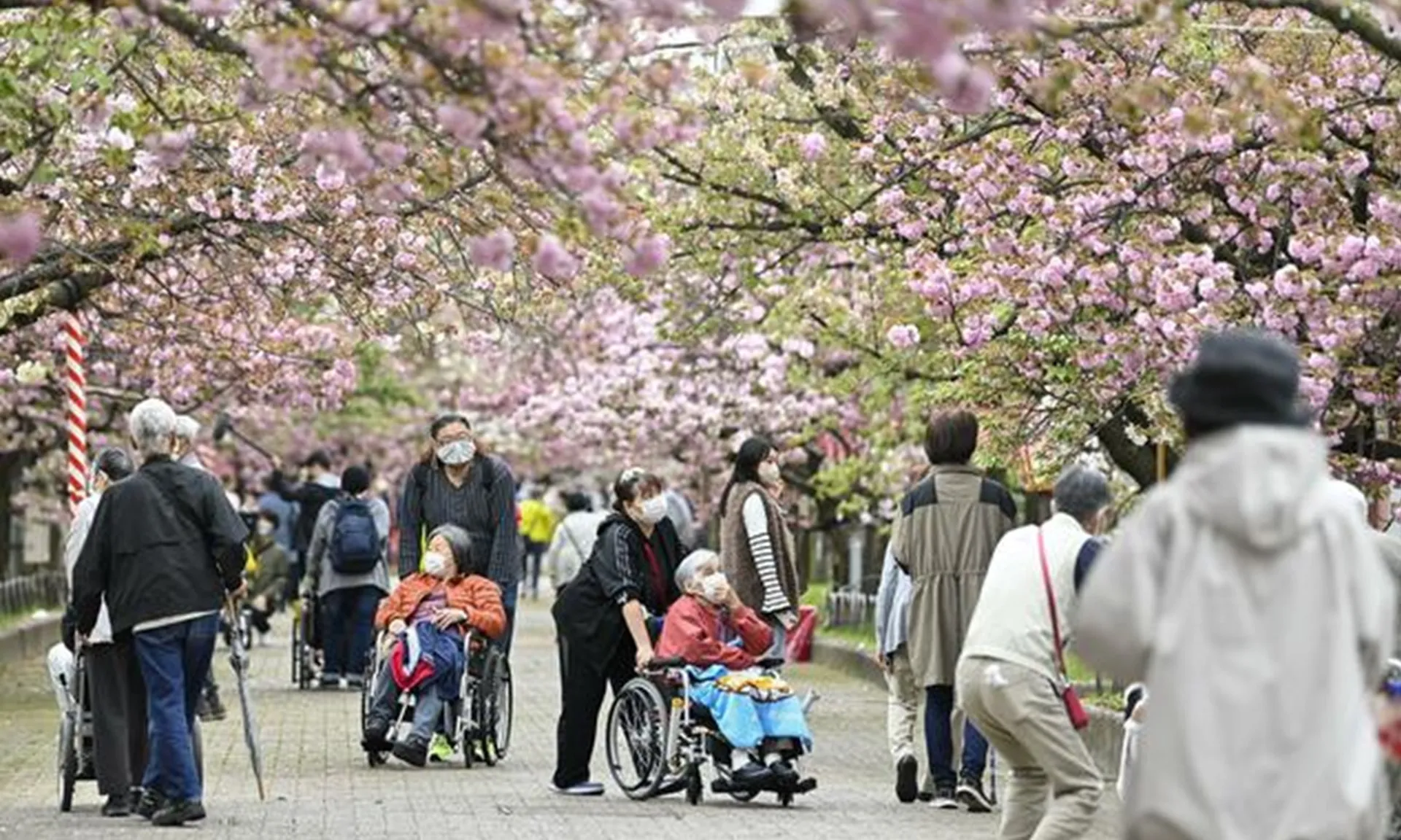 dan-so-nhat-ban-150925