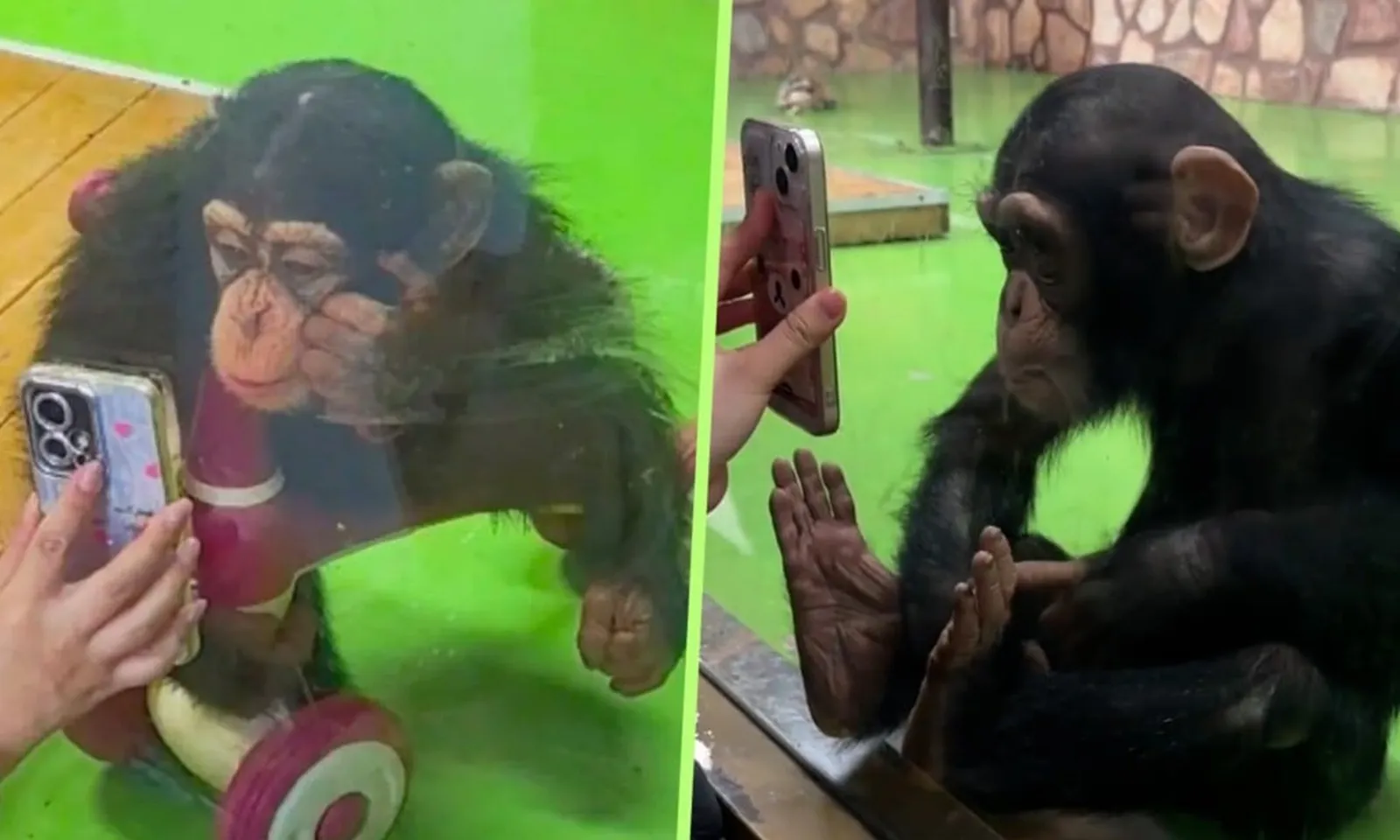 Vườn thú cấm du khách cho tinh tinh xem video ngắn vì sợ hỏng mắt