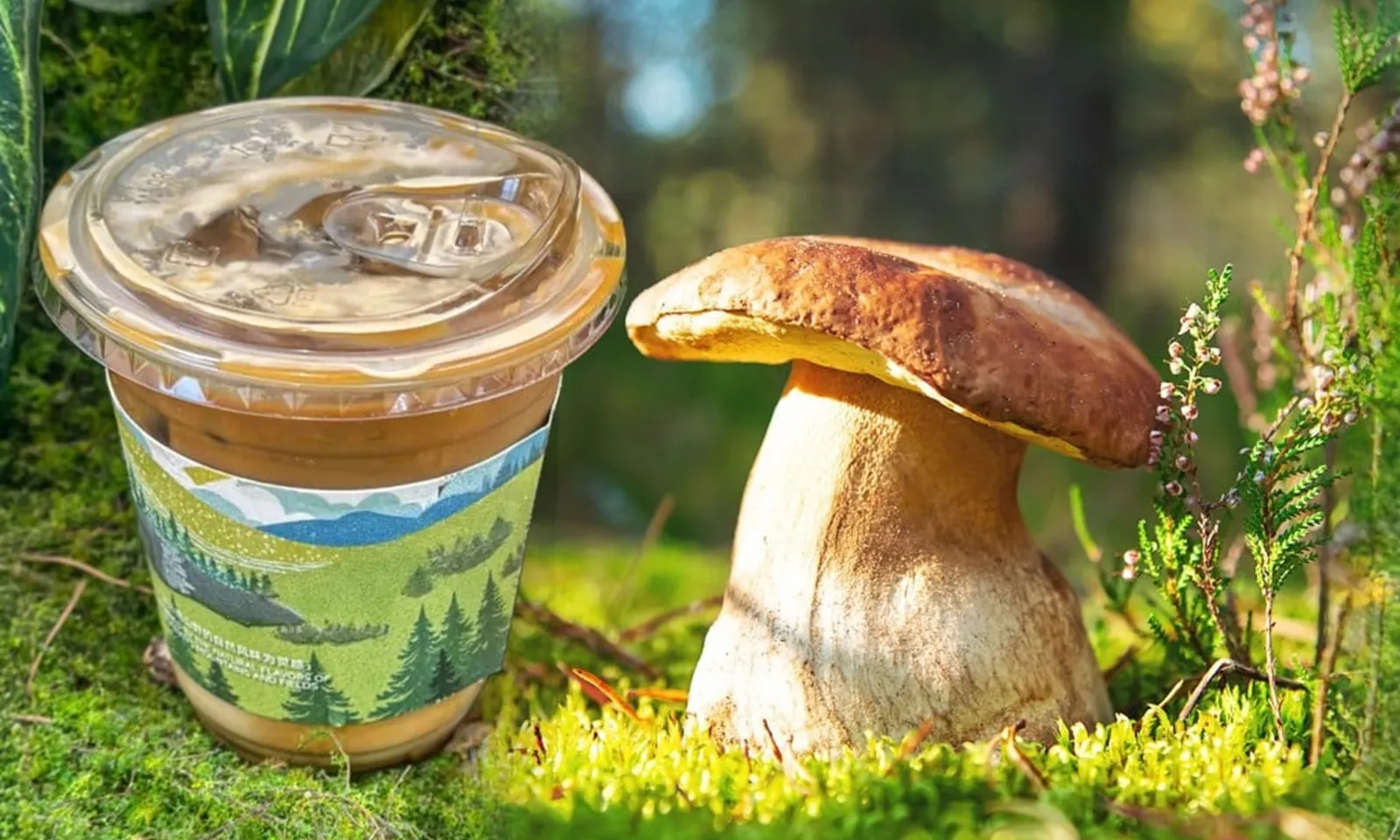 Cà phê nấm thông gây sốt tại Trung Quốc