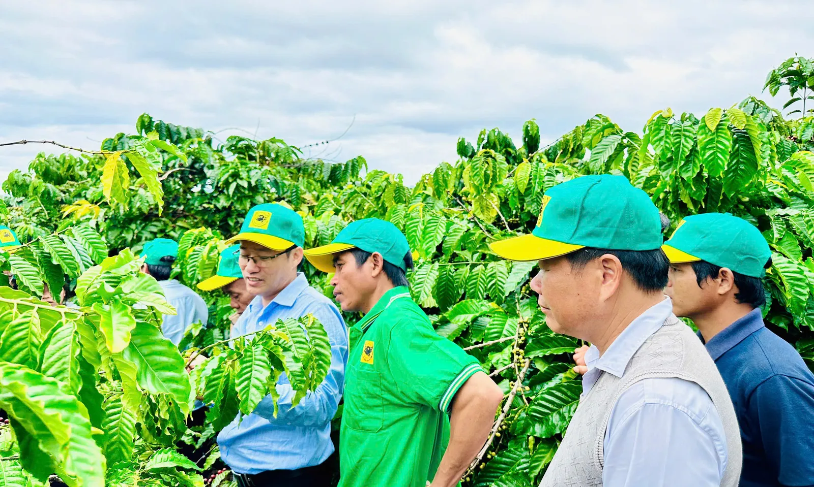 Tại sao cần canh tác cà phê thông minh