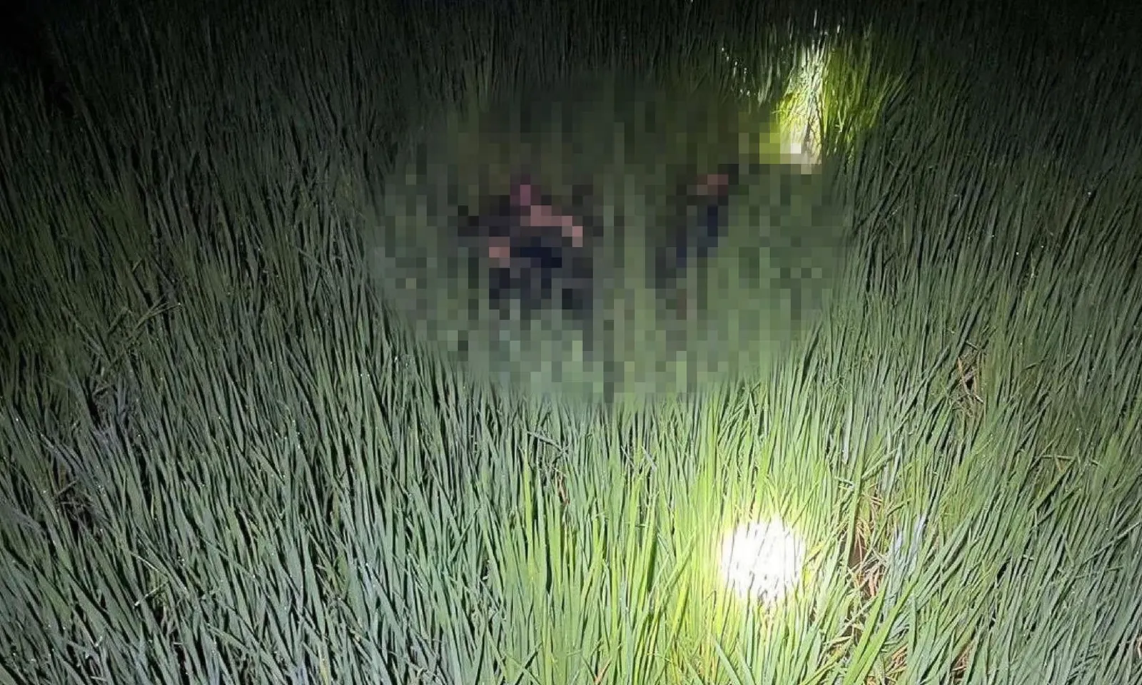 Hai thanh niên tử vong trên ruộng lúa, nghi do dính điện bẫy chuột