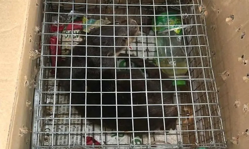 Bắt giữ vụ vận chuyển rái cá vuốt bé trái phép từ Quảng Ngãi ra Bắc