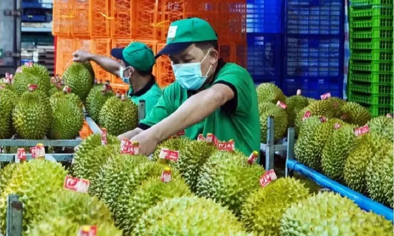 Xuất khẩu sầu riêng