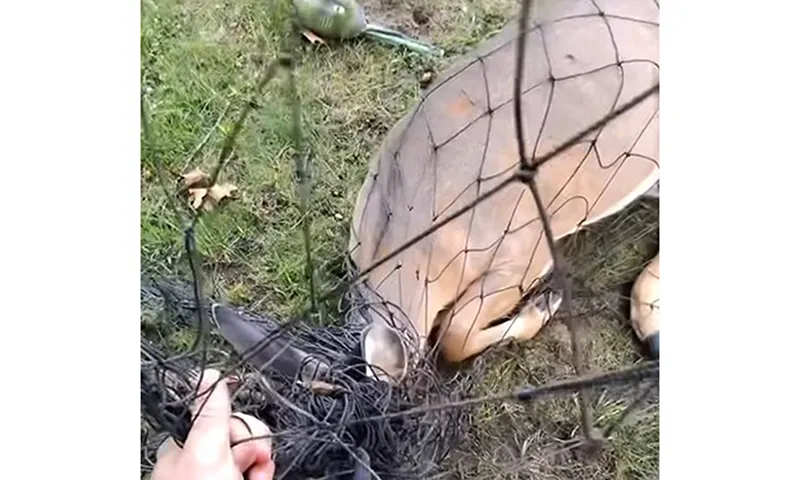 Giải cứu chú nai mắc kẹt trong lưới của khung thành sân đá banh