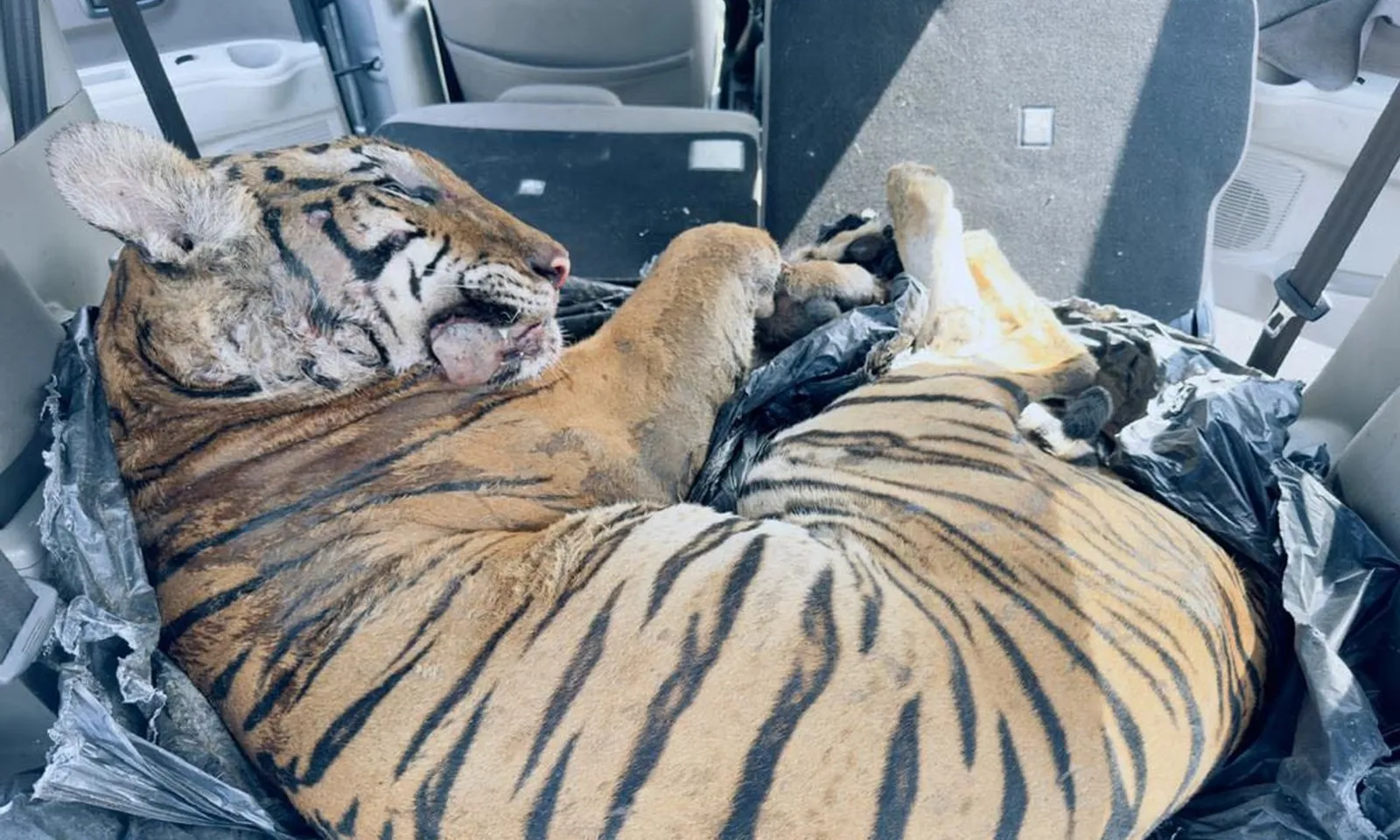 Malaysia phẫn nộ vì phát hiện xác hổ Mã Lai quý hiếm trong cốp ô tô