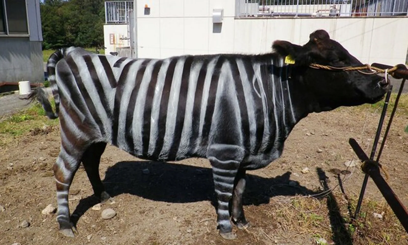 Nhật Bản giành giải Ig Nobel Sinh học nhờ sơn sọc ngựa vằn lên bò để chống ruồi đốt