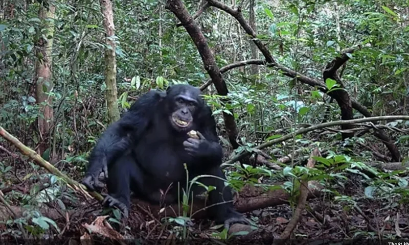 Tinh tinh tiêu thụ lượng trái cây lên men tương đương với hai ly đồ uống có cồn mỗi ngày