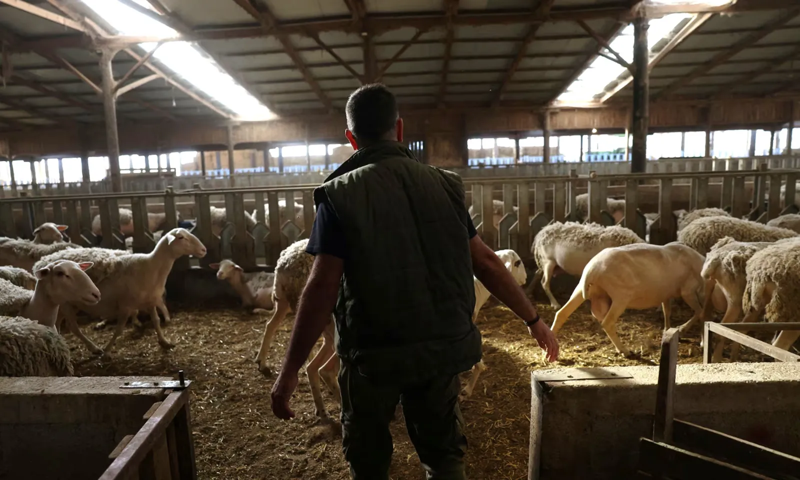 Dịch đậu cừu bùng phát ở miền Trung Hy Lạp