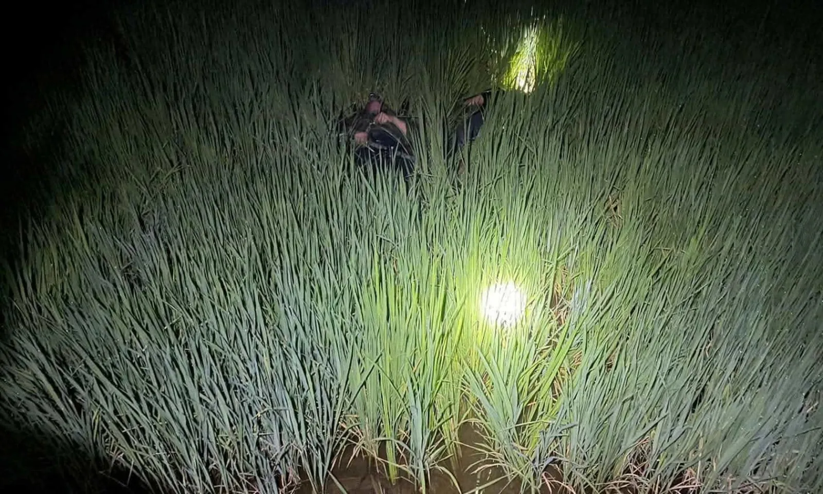 Khởi tố lão nông 79 tuổi giăng điện diệt chuột gây chết người