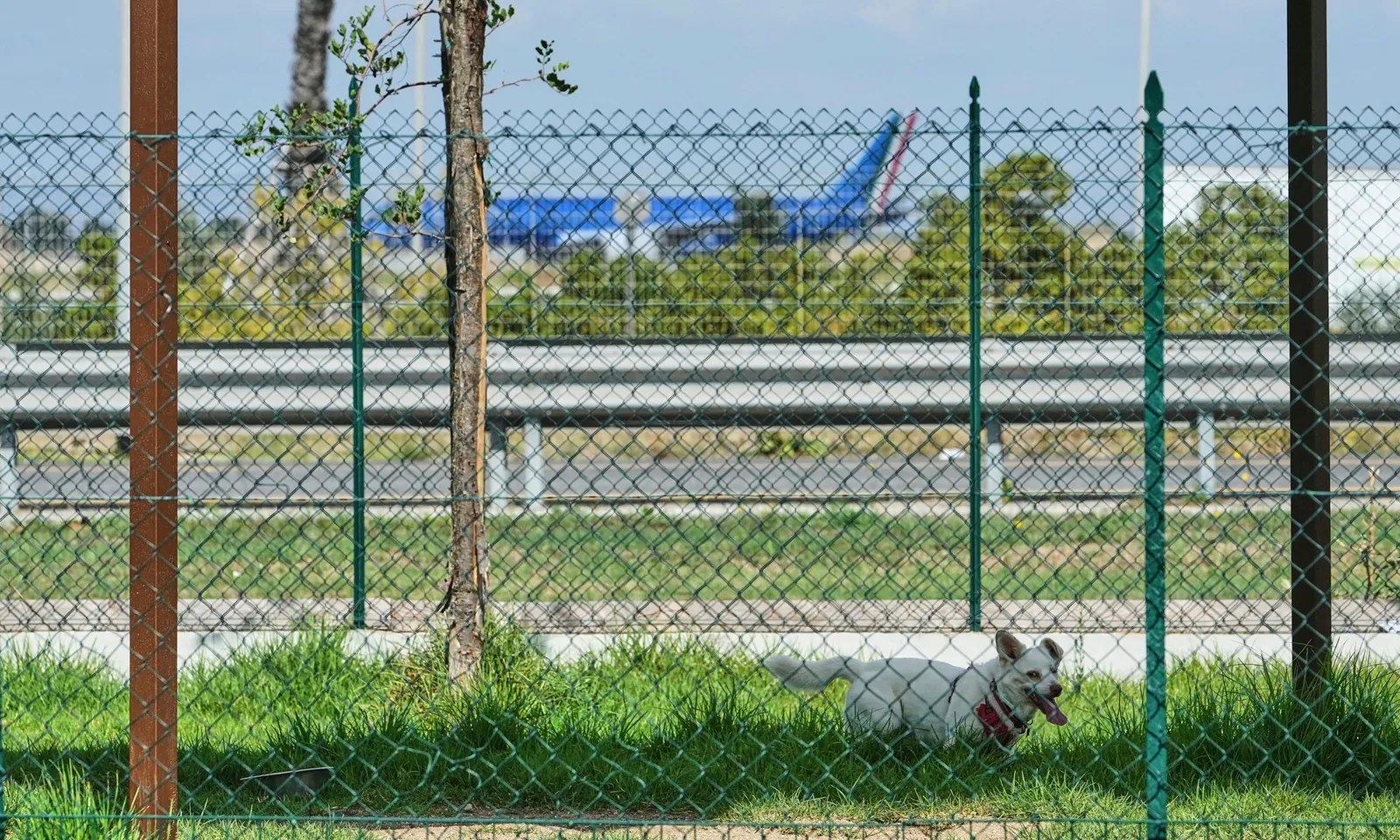 Một sân bay châu Âu mở khách sạn sang trọng dành cho thú cưng