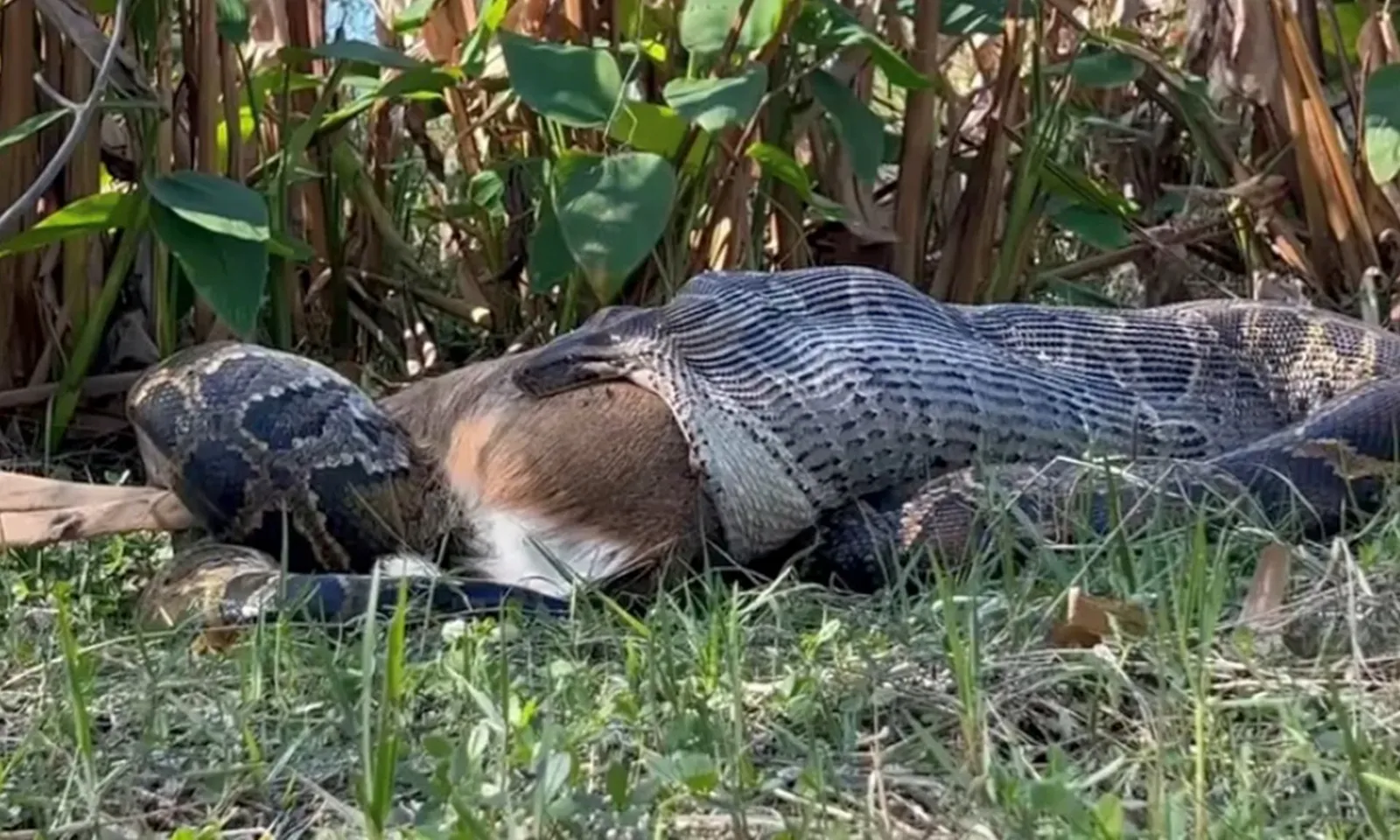 Nhà khoa học vui mừng sau ‘cú nôn lịch sử’ của trăn Miến Điện