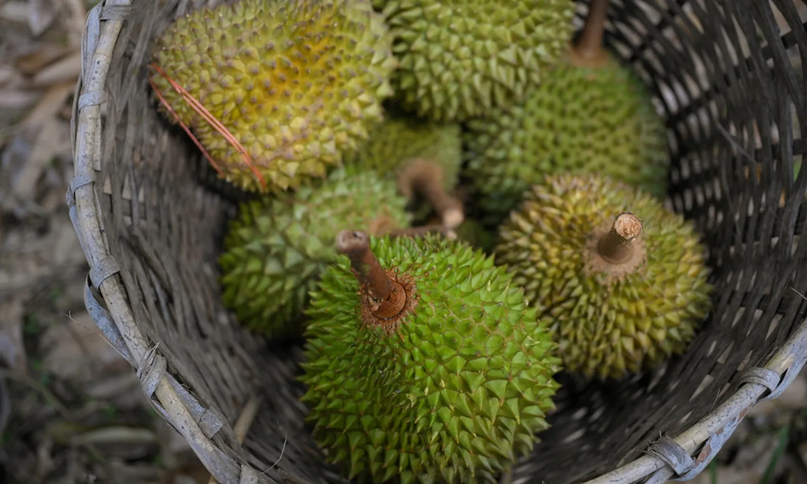 Mùi sầu riêng bị nhầm là mùi ‘khí gas rò rỉ’, cả thị trấn Anh náo loạn