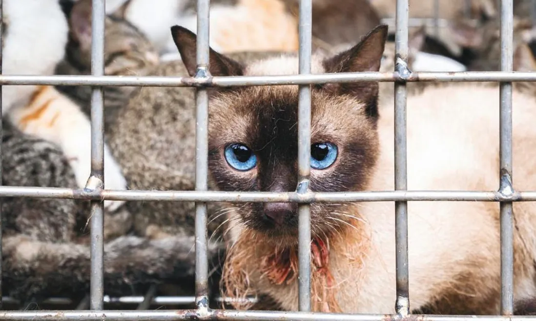 FOUR PAWS mở rộng công cụ trực tuyến toàn quốc để ngăn chặn buôn bán thịt chó, mèo