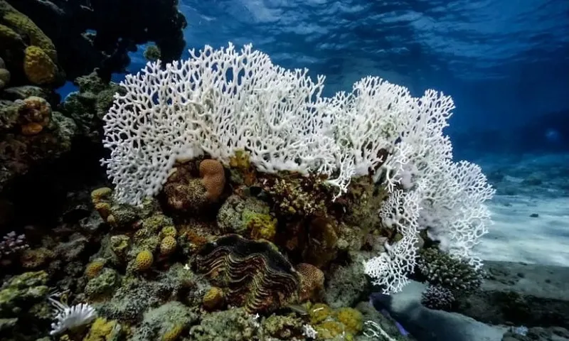 Tìm thấy rạn san hô kiên cường chống chọi nắng nóng kỷ lục 