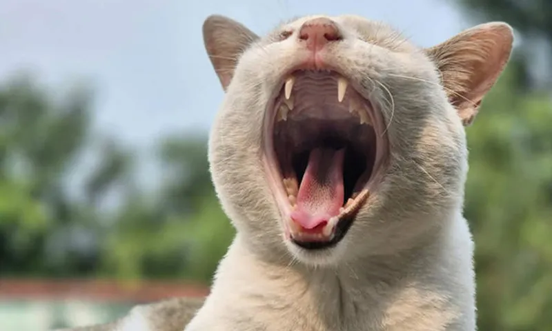 Cô gái trẻ ngáp mạnh đến mức gãy xương cổ