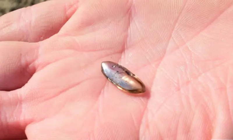 Các nhân viên tại Công viên Crater of Diamonds xác định viên đá này là một viên kim cương màu nâu sô-cô-la nặng 2,79 carat Ảnh Công viên tiểu bang Arkansas.