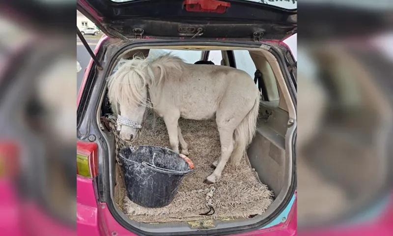 Chở ngựa con ở ghế sau ô tô người phụ nữ bị phạt