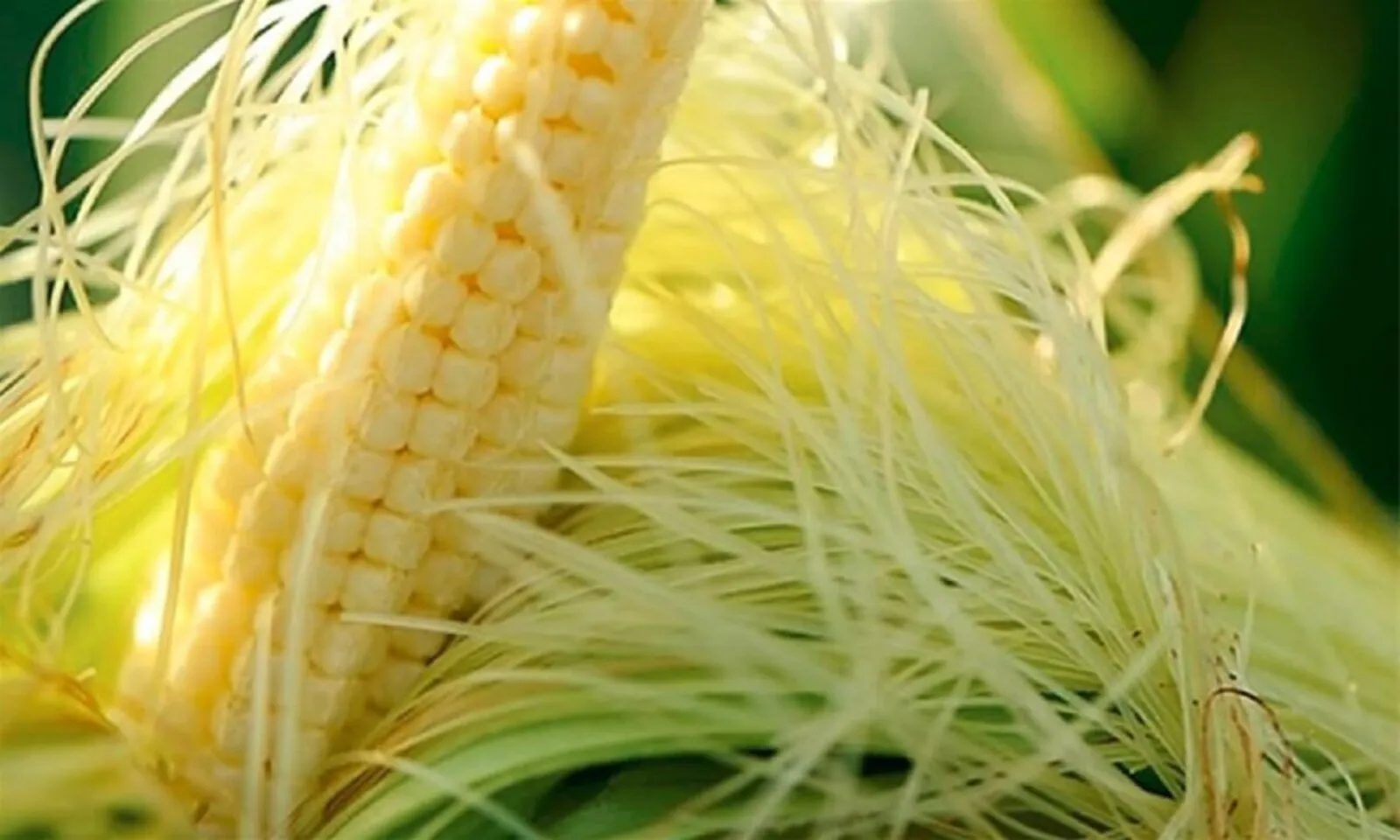 Những lợi ích của râu ngô với sức khỏe